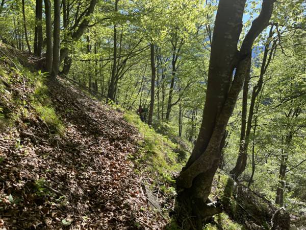 salita su sottobosco di faggio