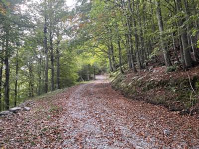 pista forestale verso malga Teglara