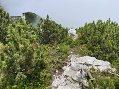 passaggi tra mughi del sentiero in cresta di Alta Via n° 7