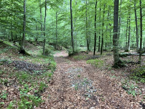 raggiungiamo la trsda della val Chialedina per comoda pista forestale