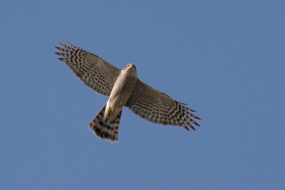 Accipiter nisus - Sparviere