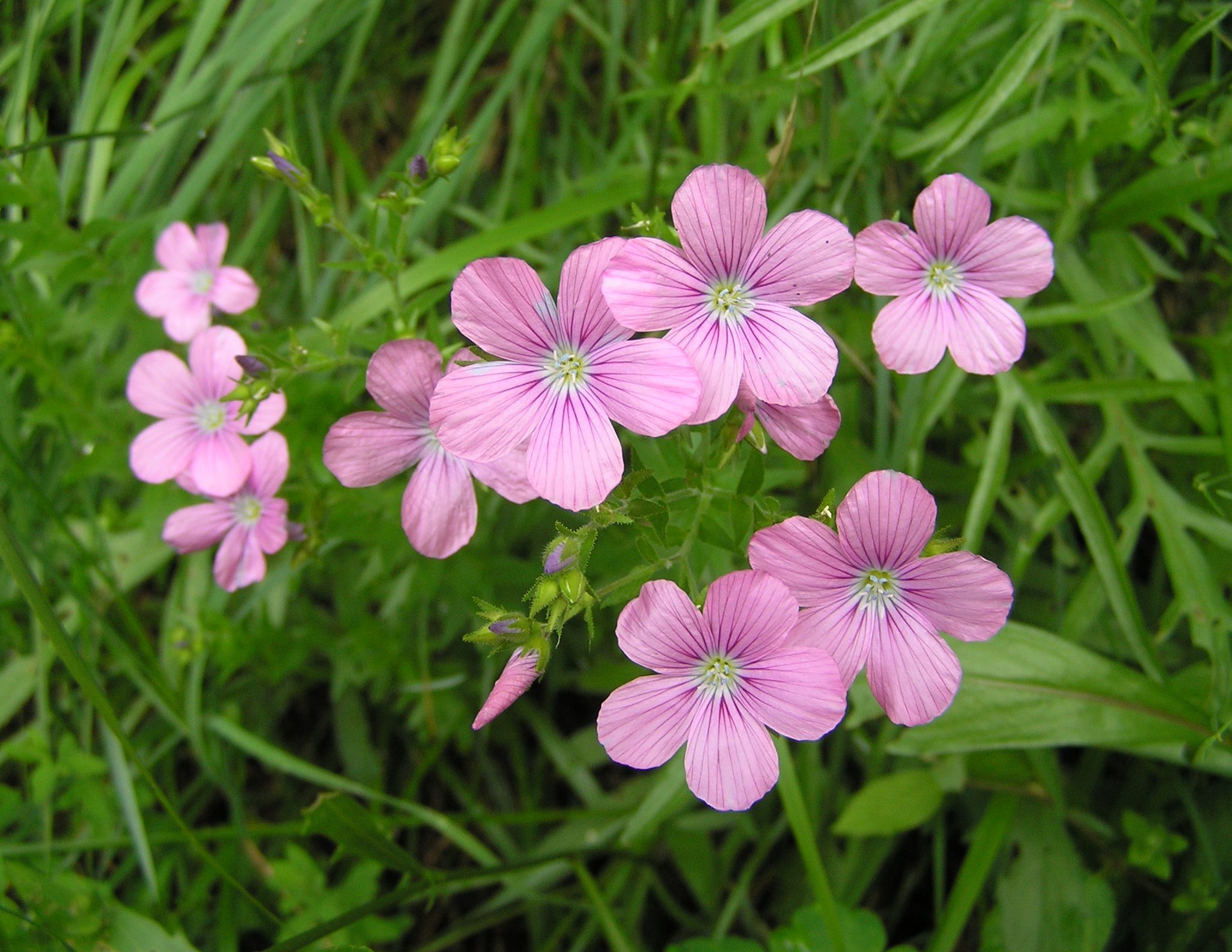 Linum viscosum - Lino malvino