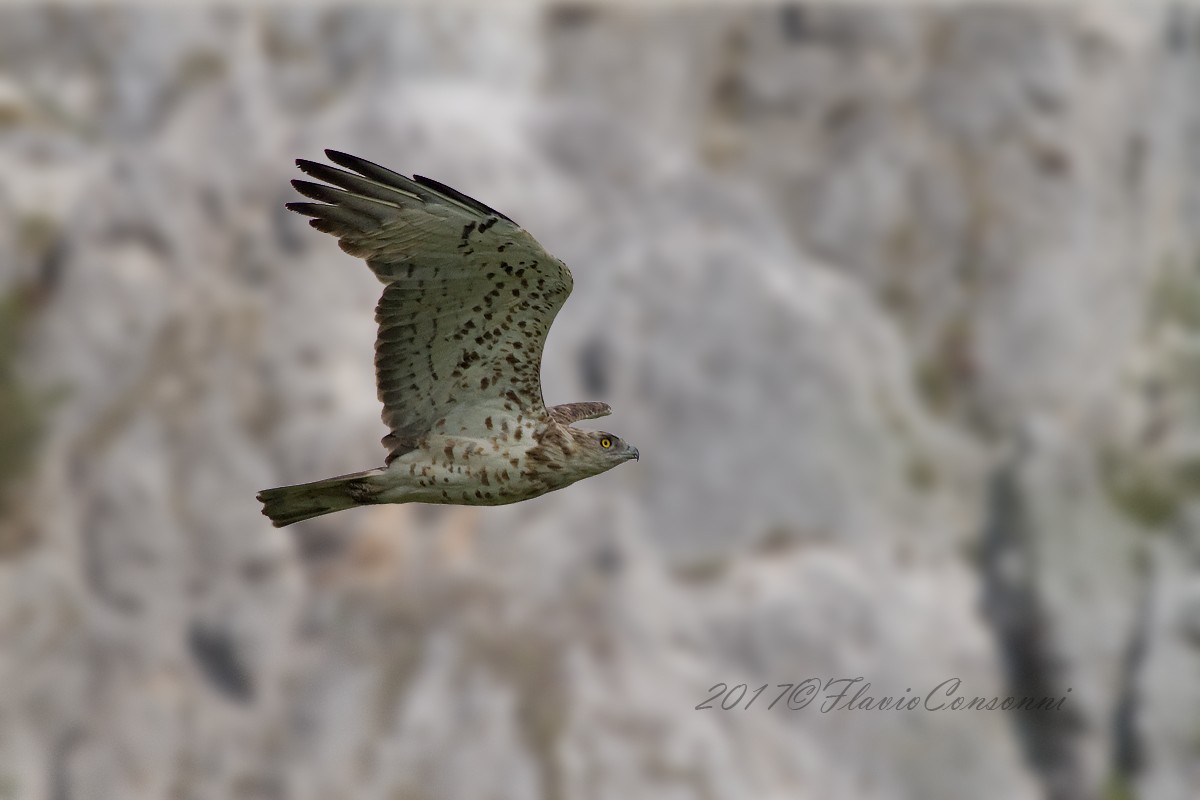 Circaetus gallicus - Biancone