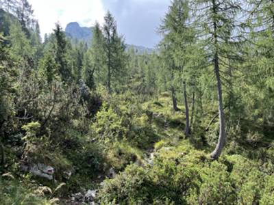 sentiero sale placido tra i larici