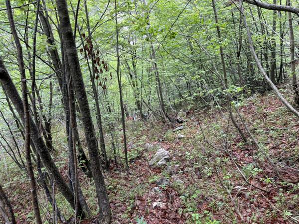 tratto di risalita nel sottobosco sulla destra orografica del torrente