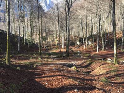 strada forestale di rientro