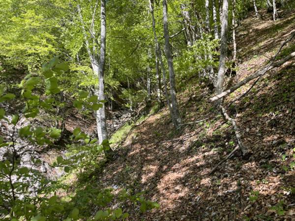 salita su sottobosco di faggio