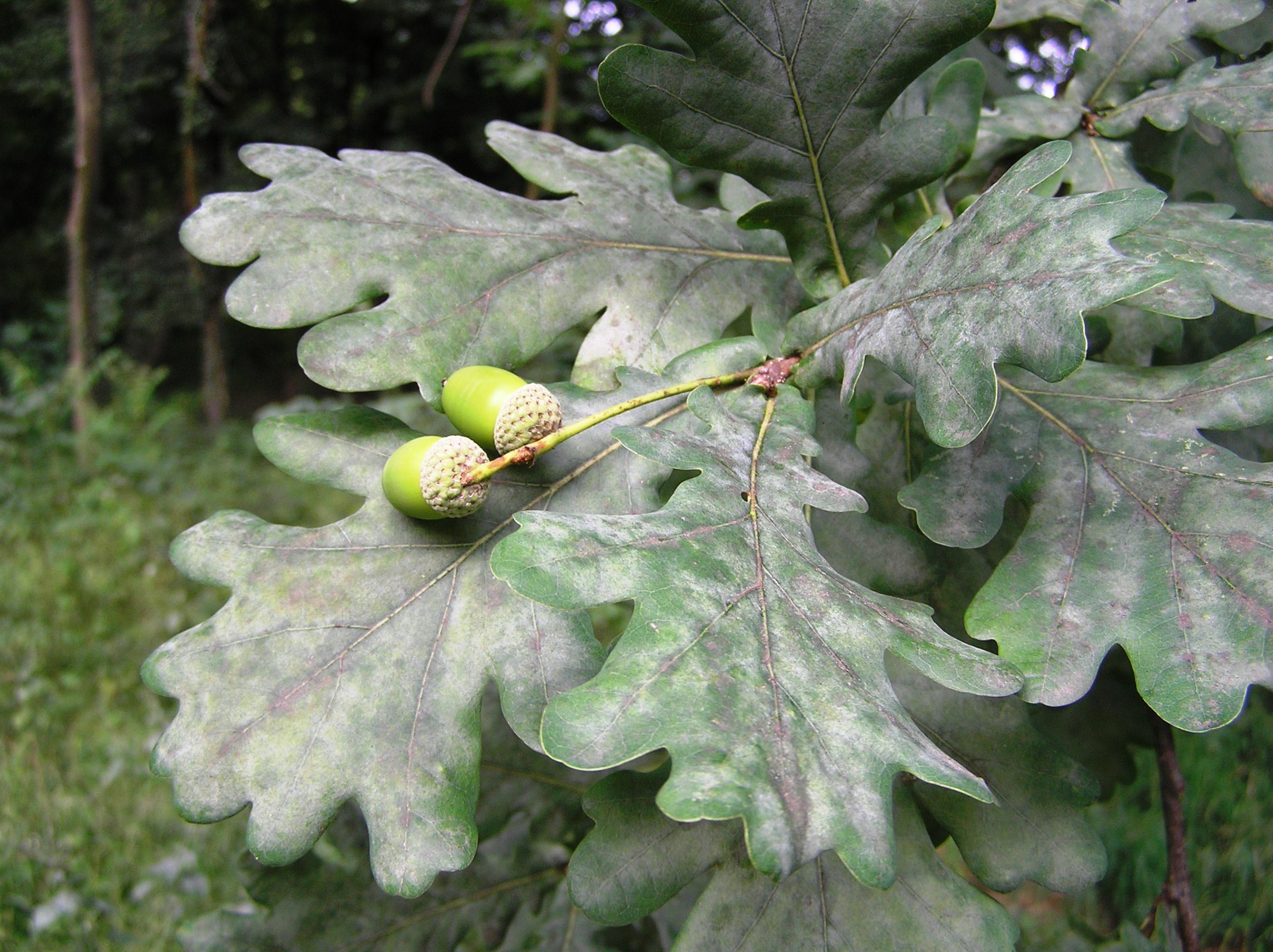 Quercus robur - Farnia