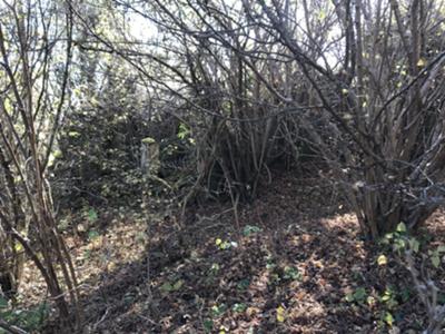 ruderi di malga Selvapiana inghiottita dal bosco