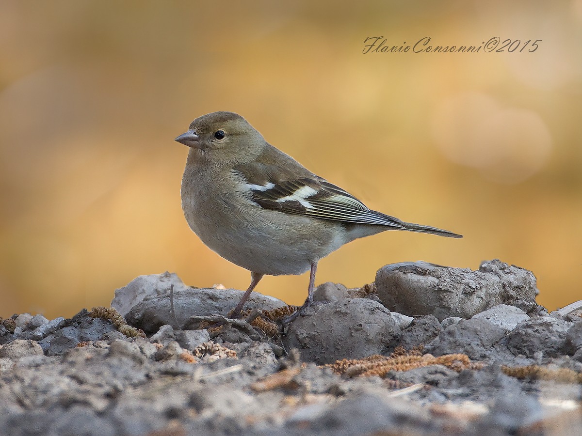 Fringilla coelebs - Fringuello