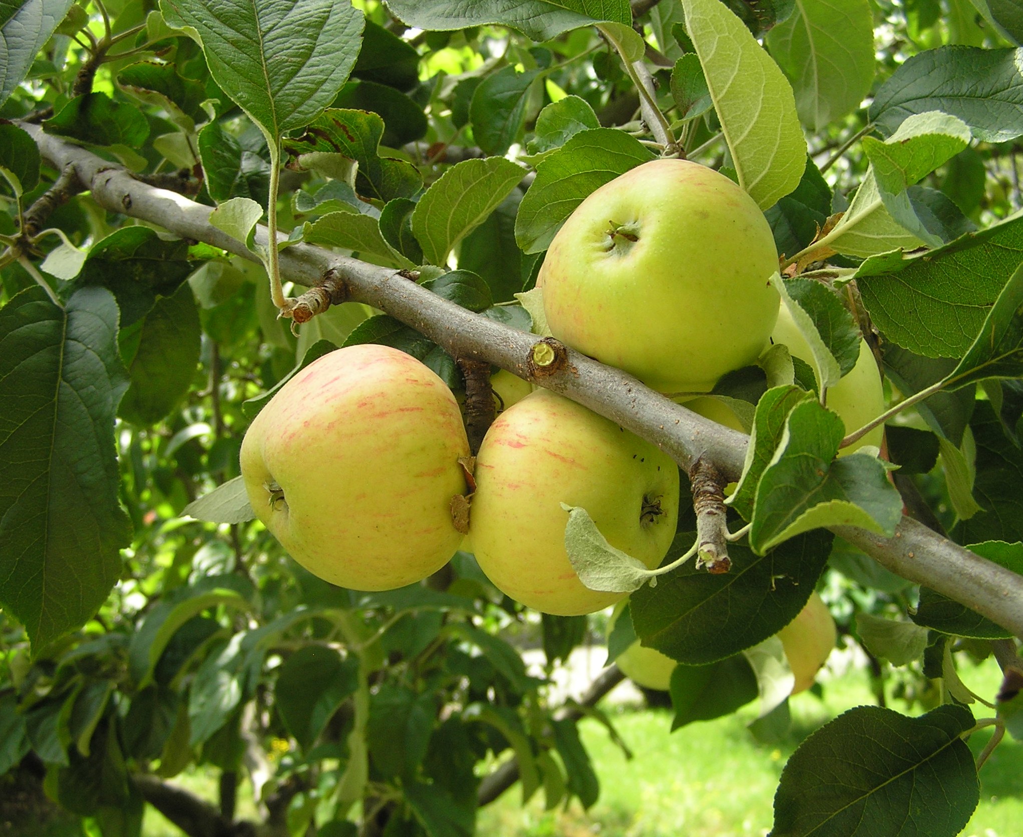 Malus domestica - Melo comune