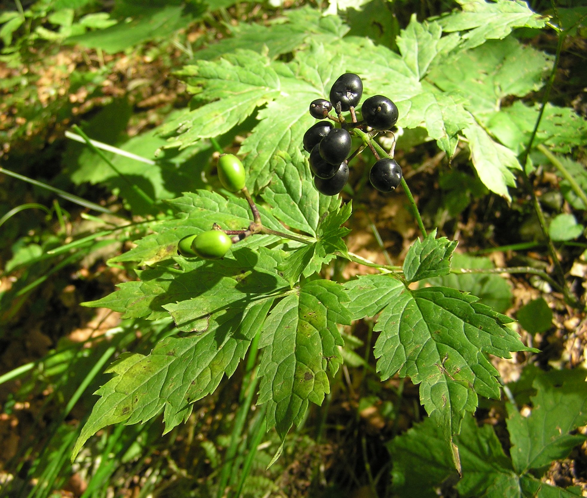 Actaea spicata - Actea