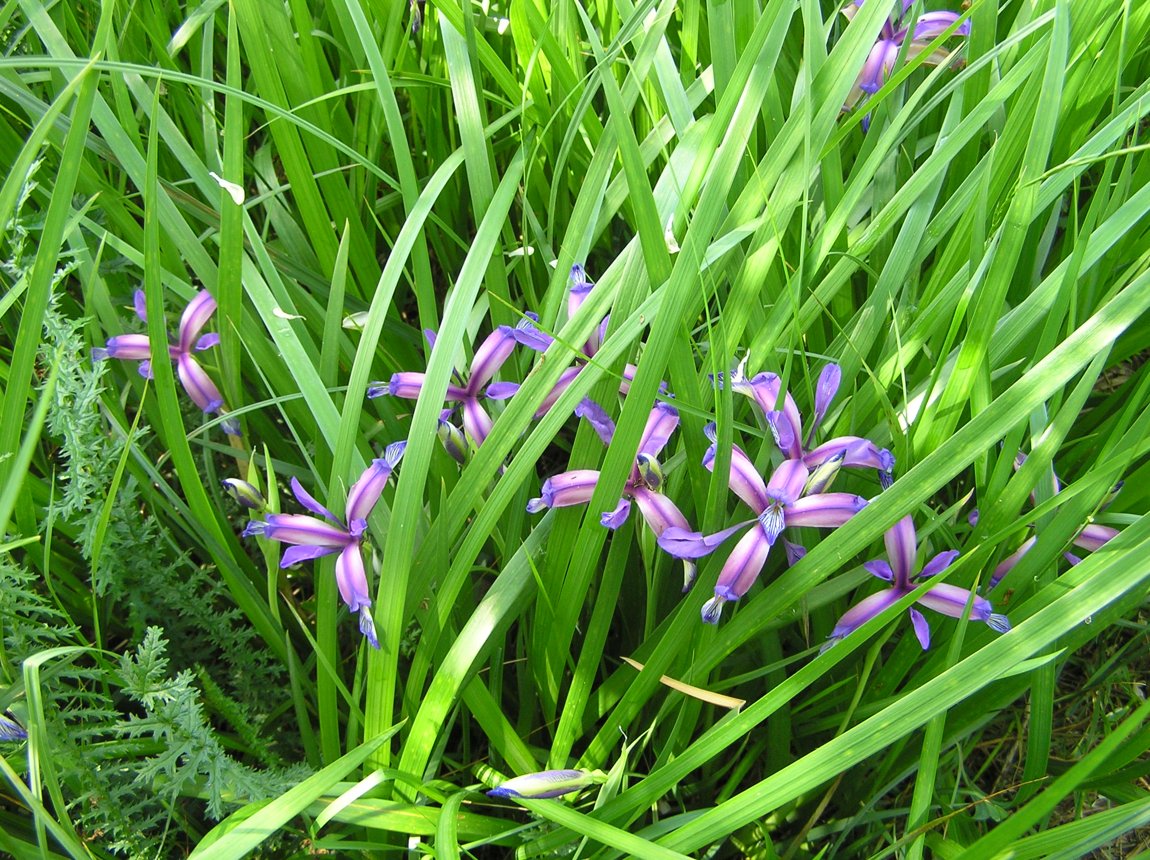 Iris graminea - Giaggiolo susinario