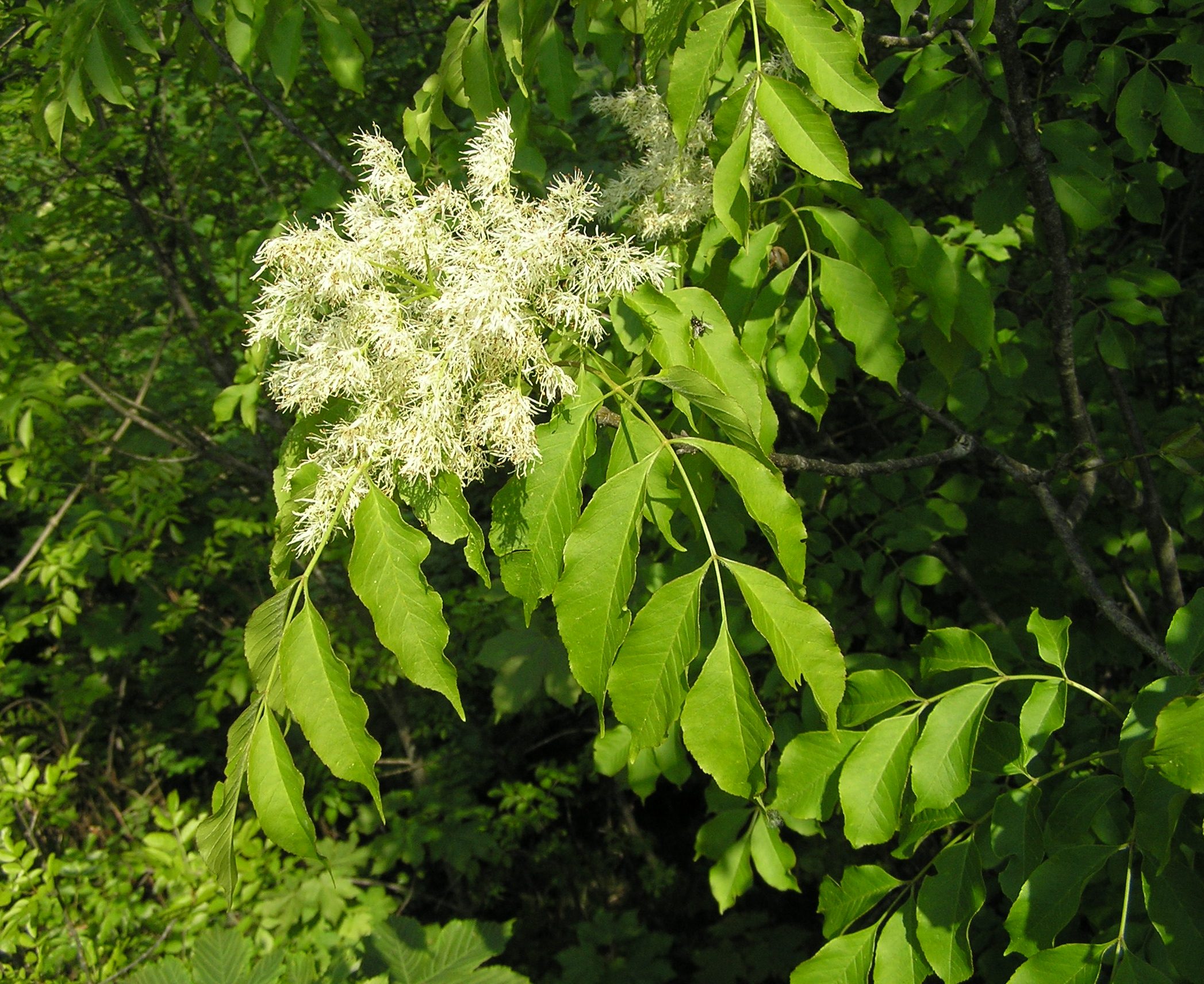 Fraxinus ornus - Orniello