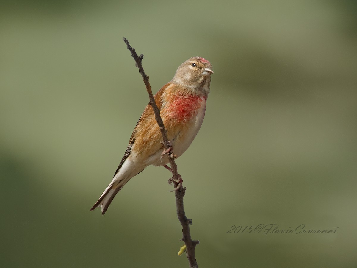 Carduelis cannabina - Fanello