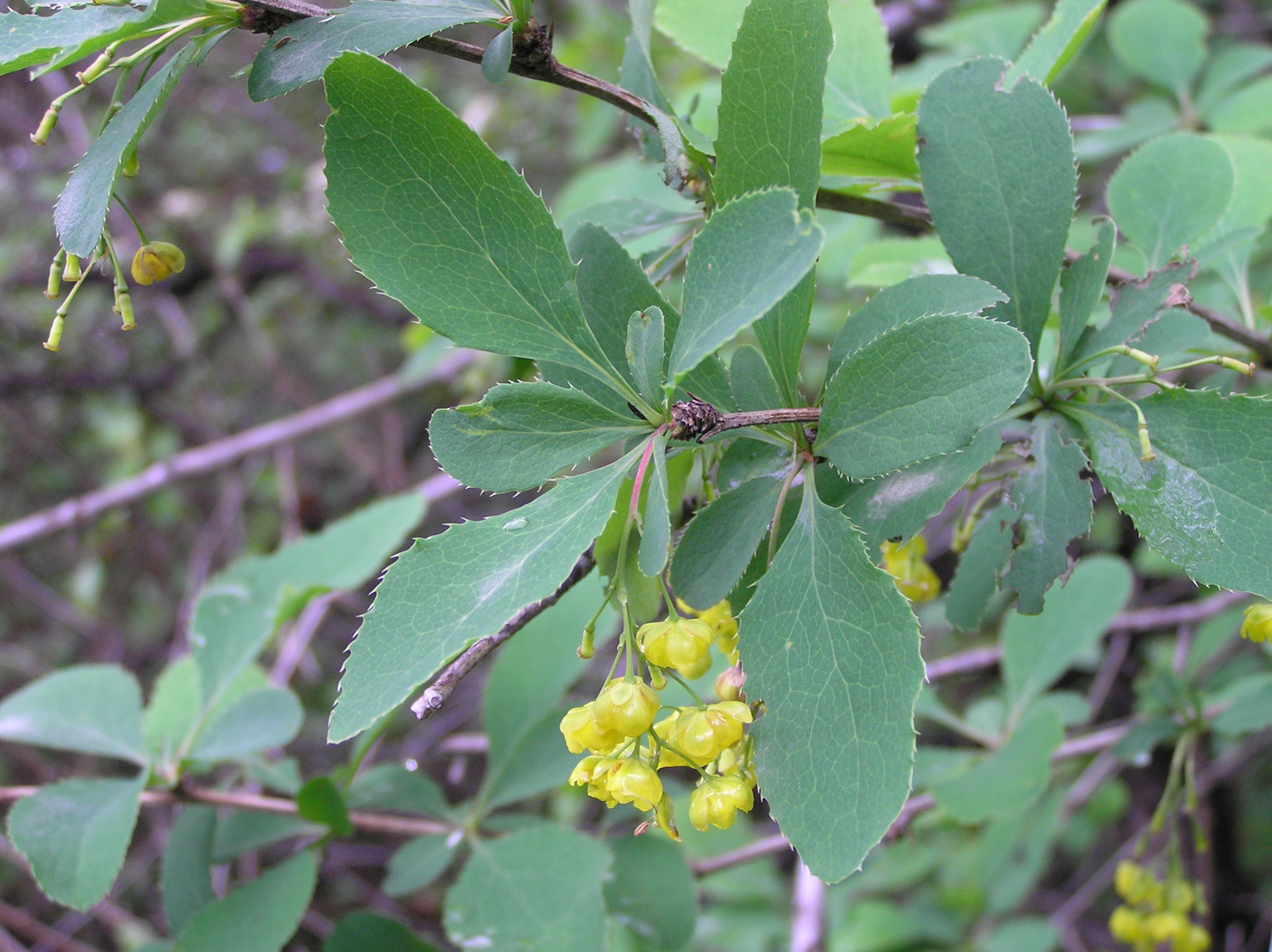 Berberis vulgaris - Crespino comune