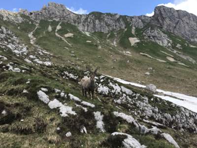 stambecchi in fine busa dei Vediei: sullo sfondo iniziano le cime Centenere