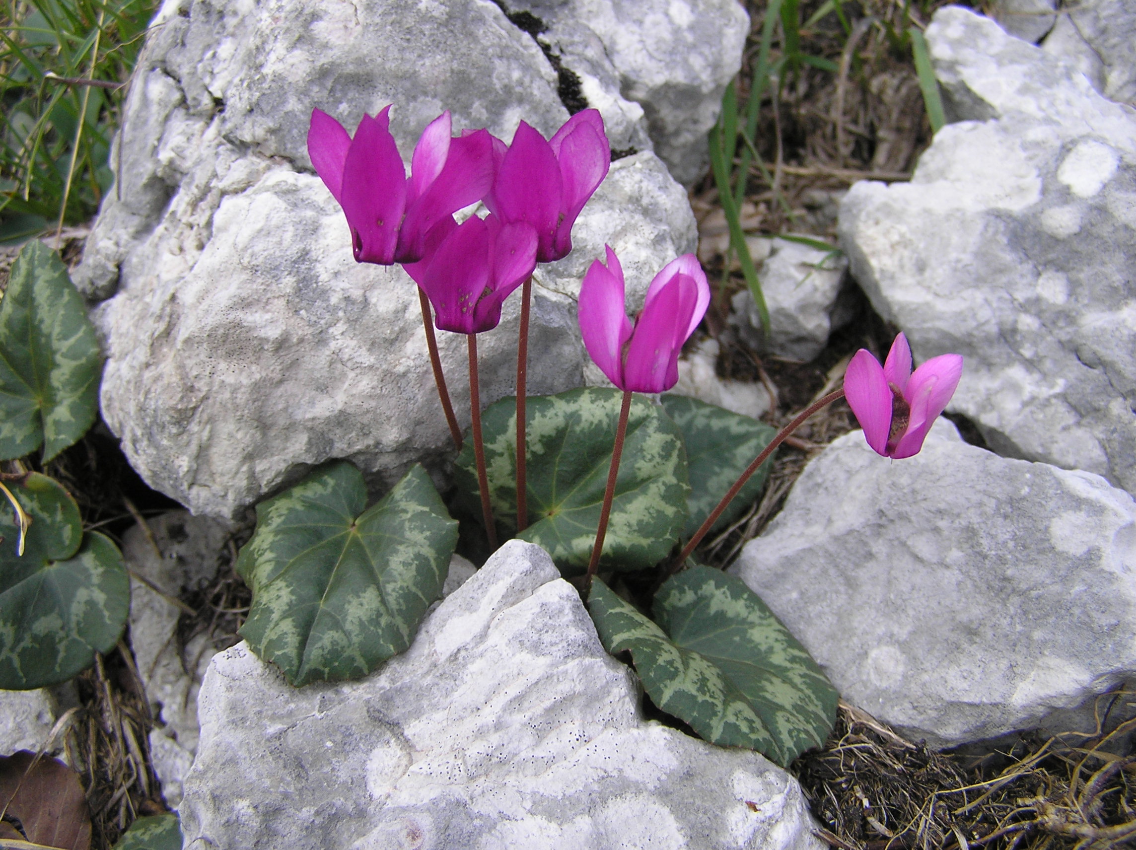 Cyclamen purpurascens - Ciclamino delle Alpi