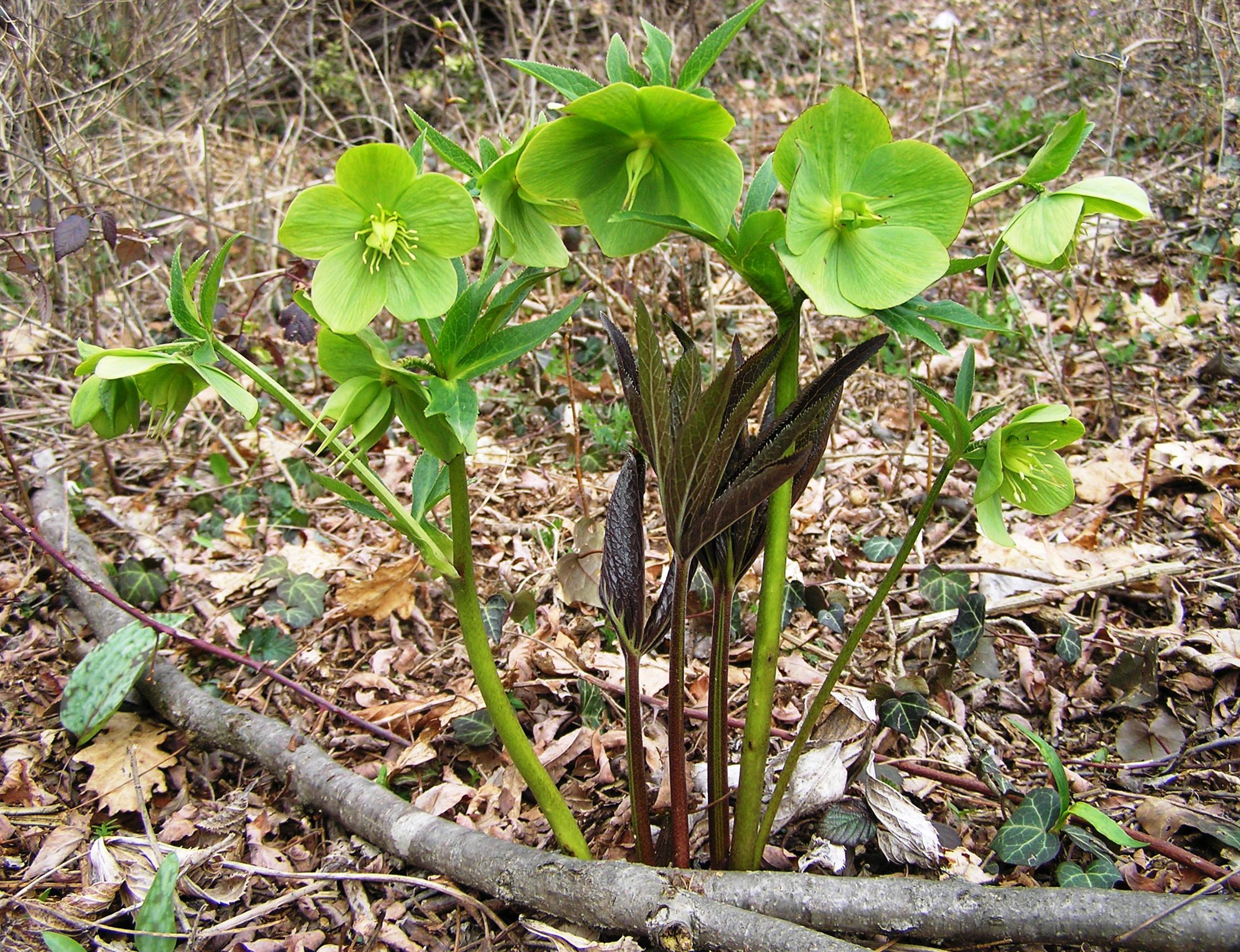 Helleborus odorus - Elleboro odoroso