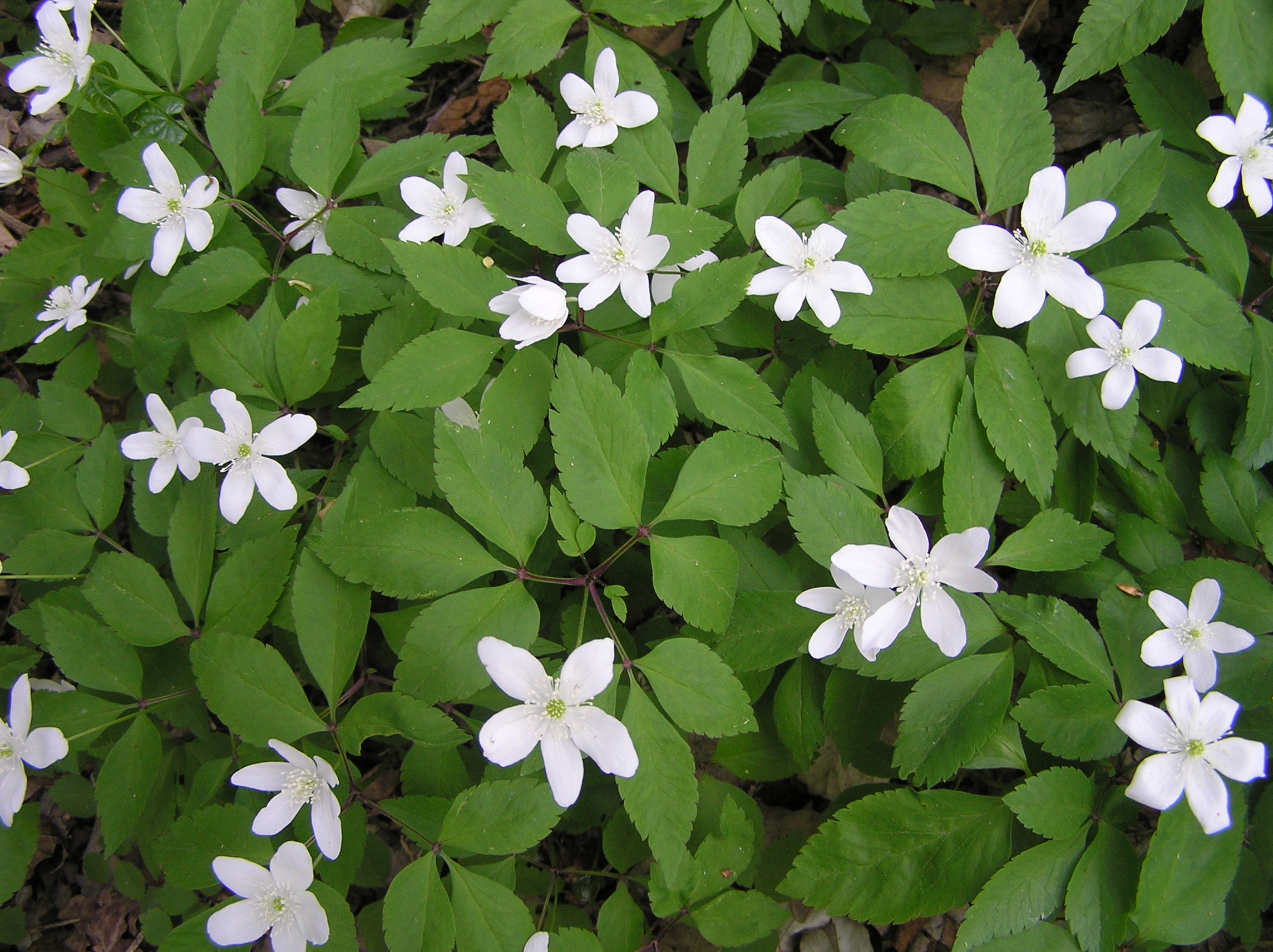 Anemone trifolia - Anemone trifogliata