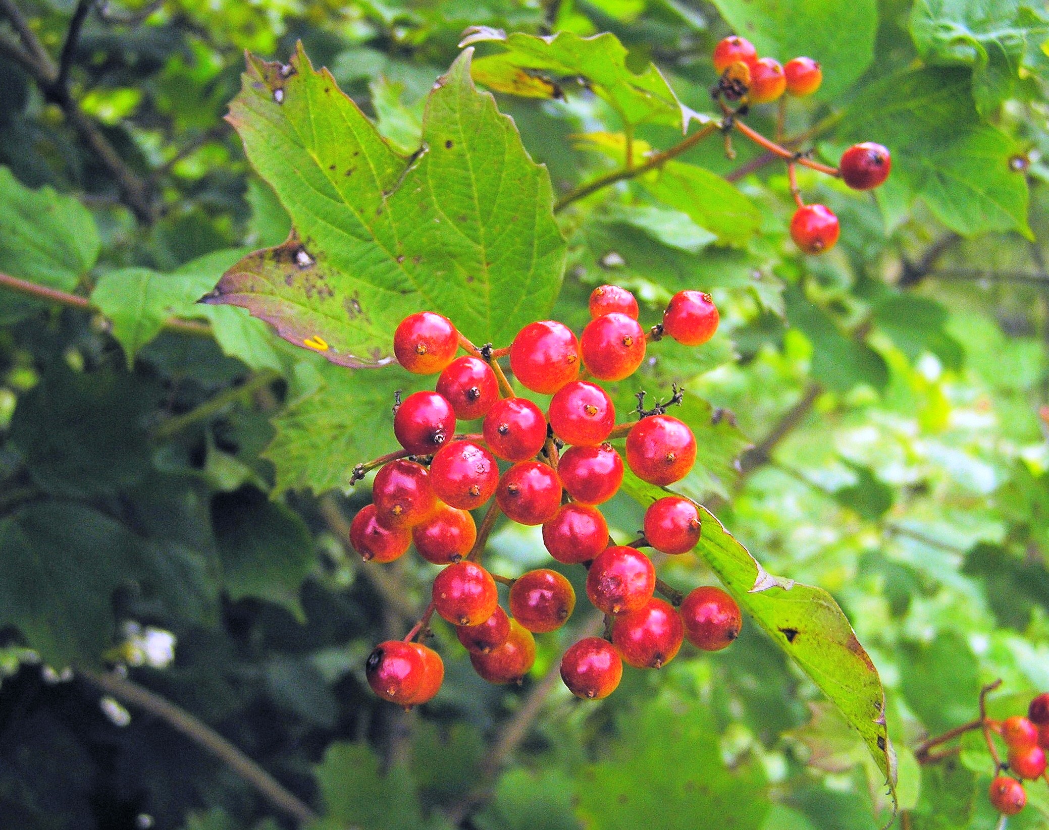 Viburnum opulus - Palle di neve