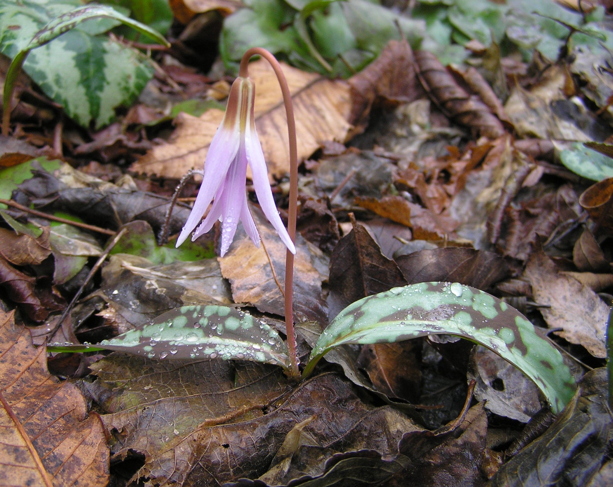 Erythronium dens-canis - Dente di cane