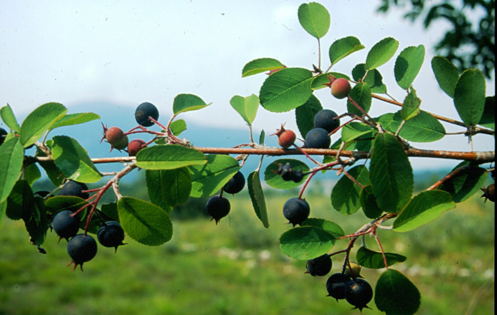 Amelanchier ovalis - Pero corvino