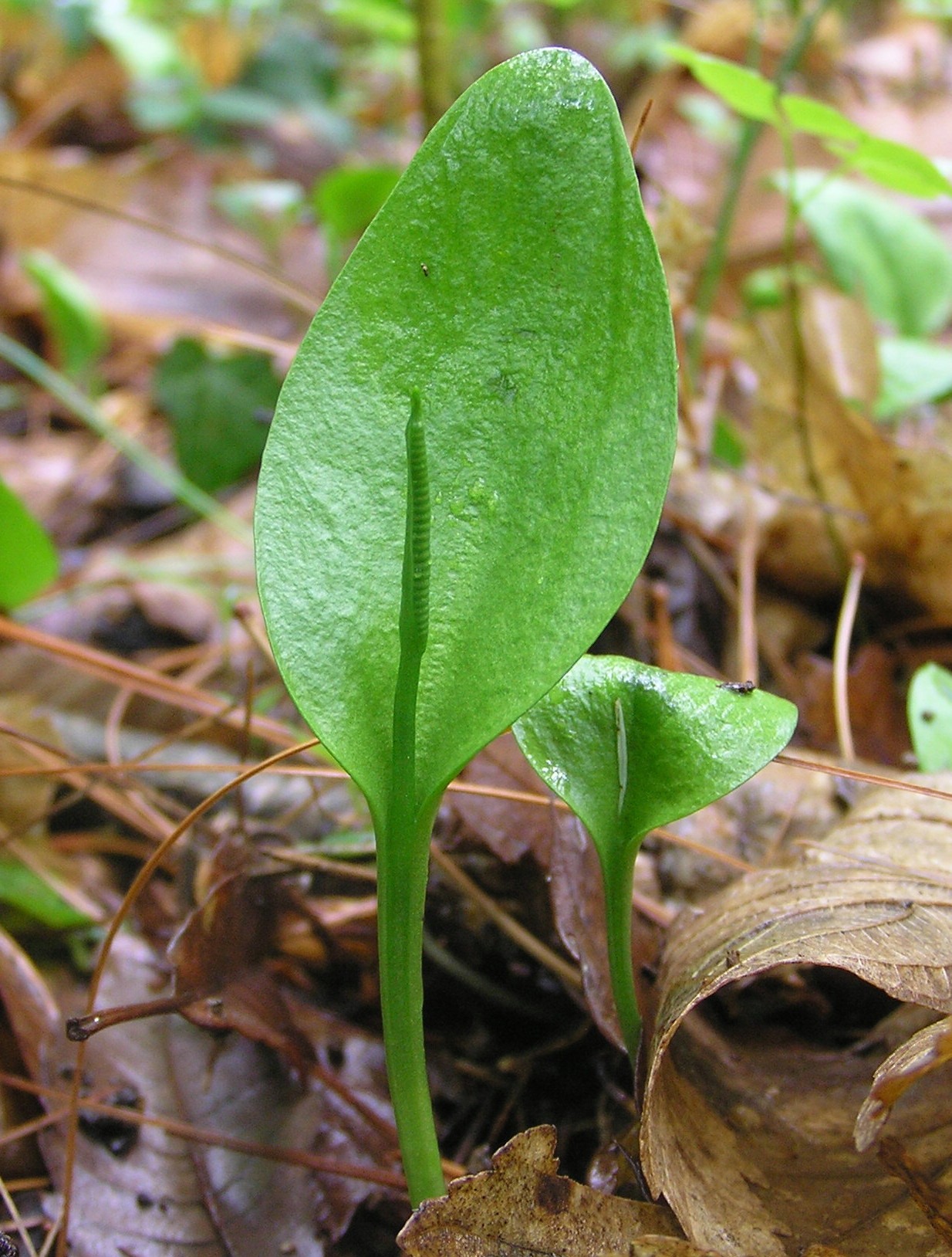 Ophioglossum vulgatum - Ofioglosso comune