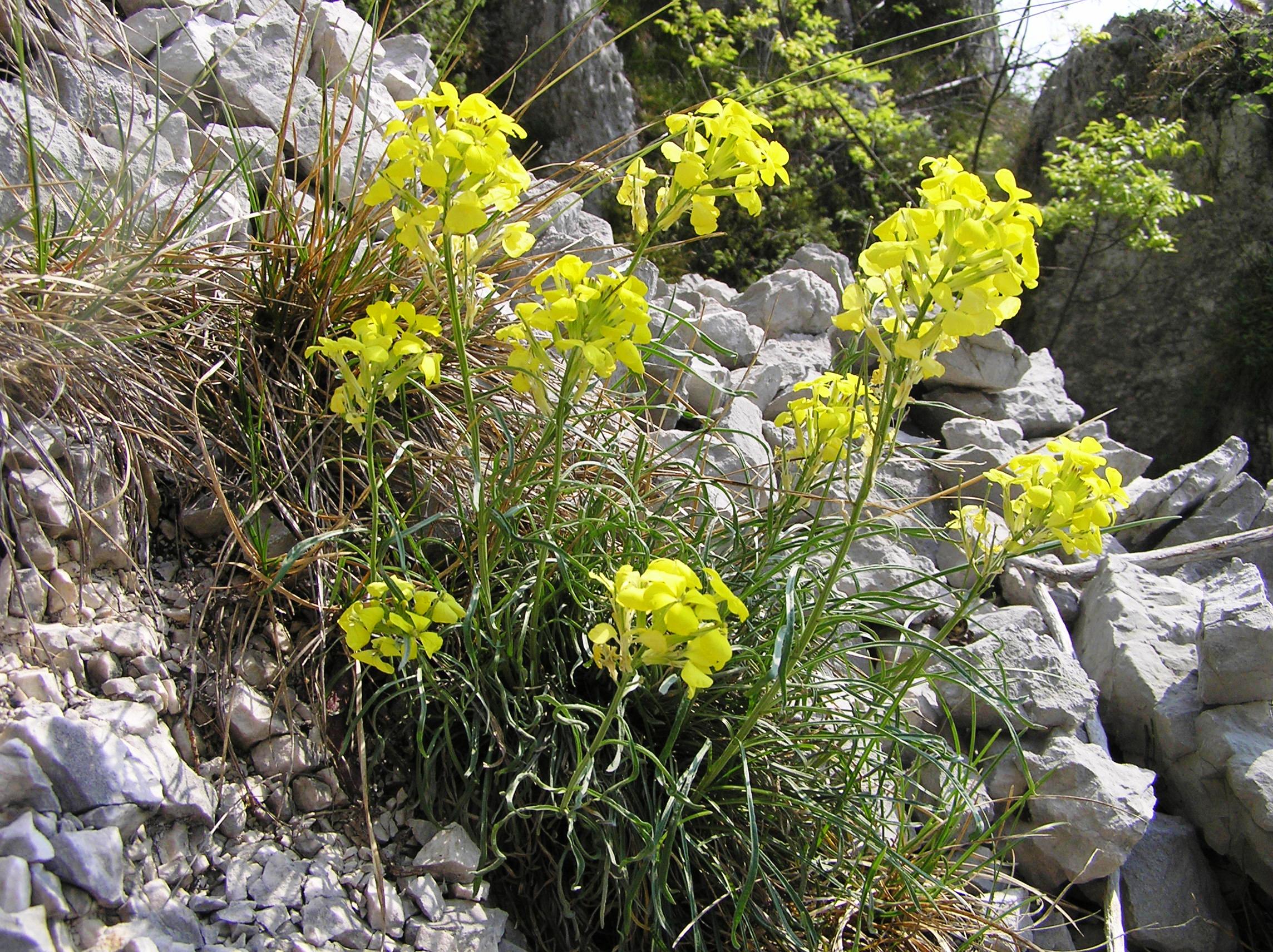 Erysimum sylvestre - Violaciocca strisciante