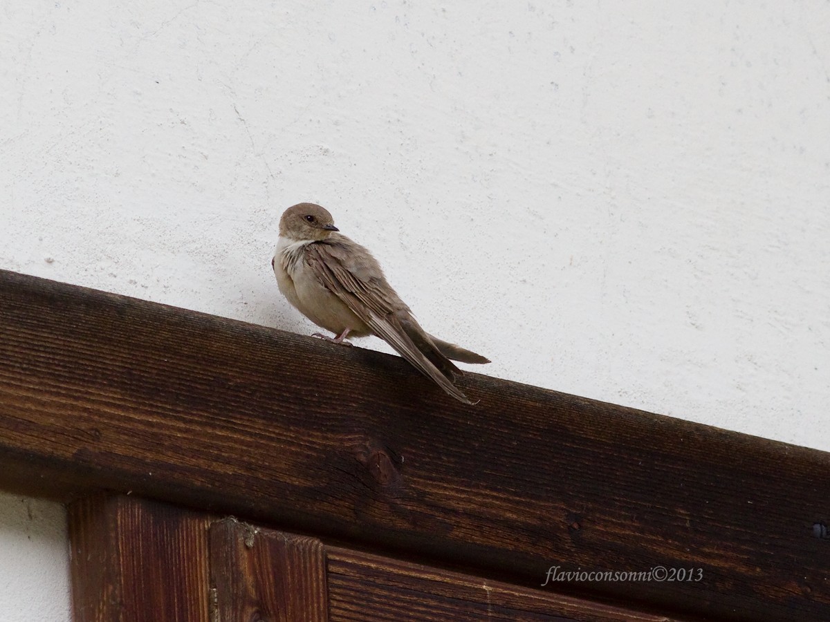 Ptyonoprogne rupestris - Rondine montana