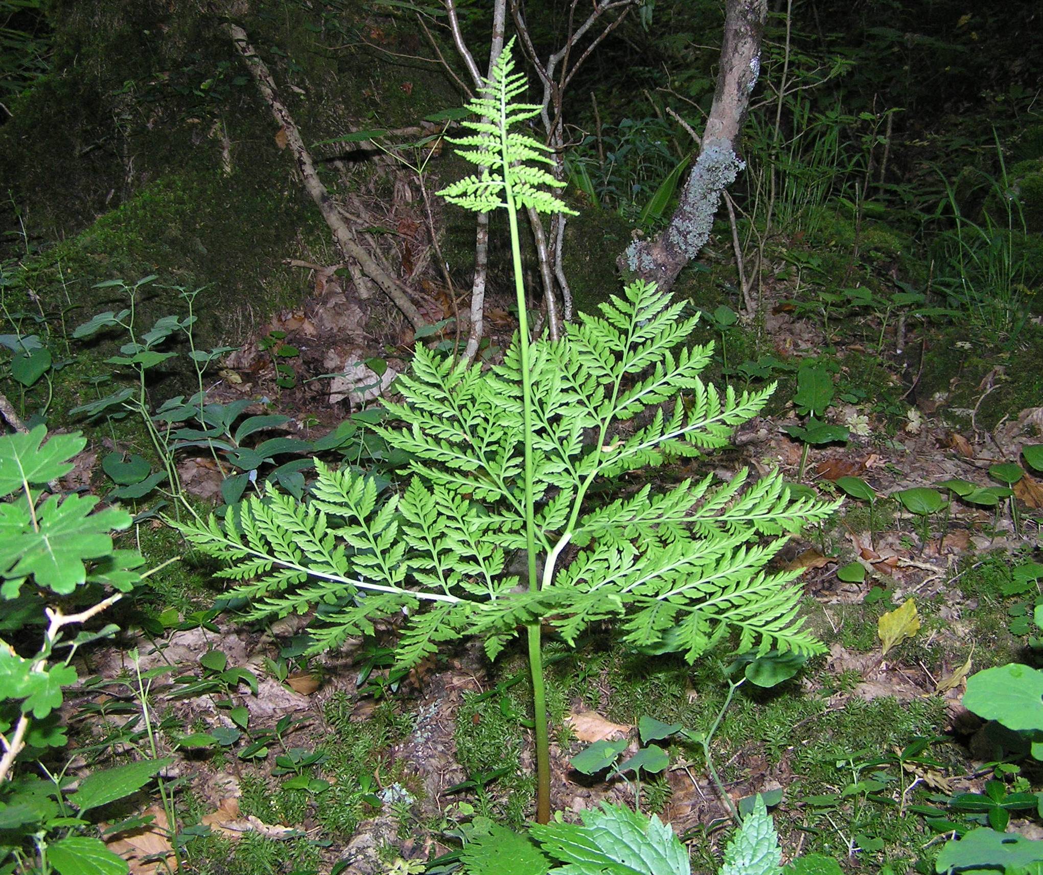 Botrychium virginianum - Botrichio della Virginia