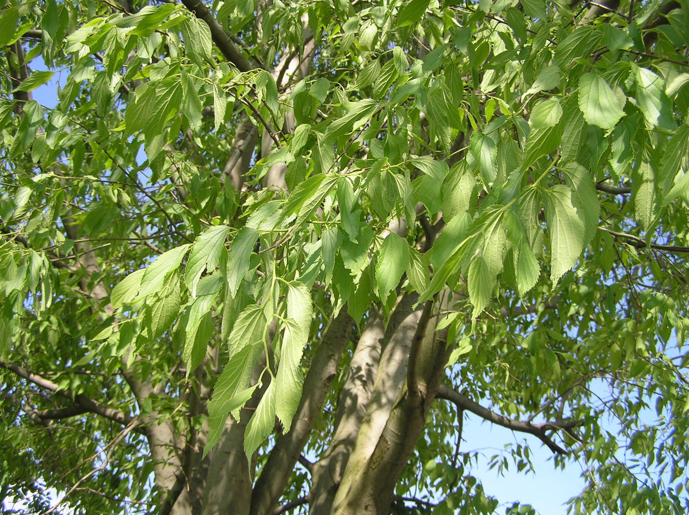 Celtis australis - Bagolaro