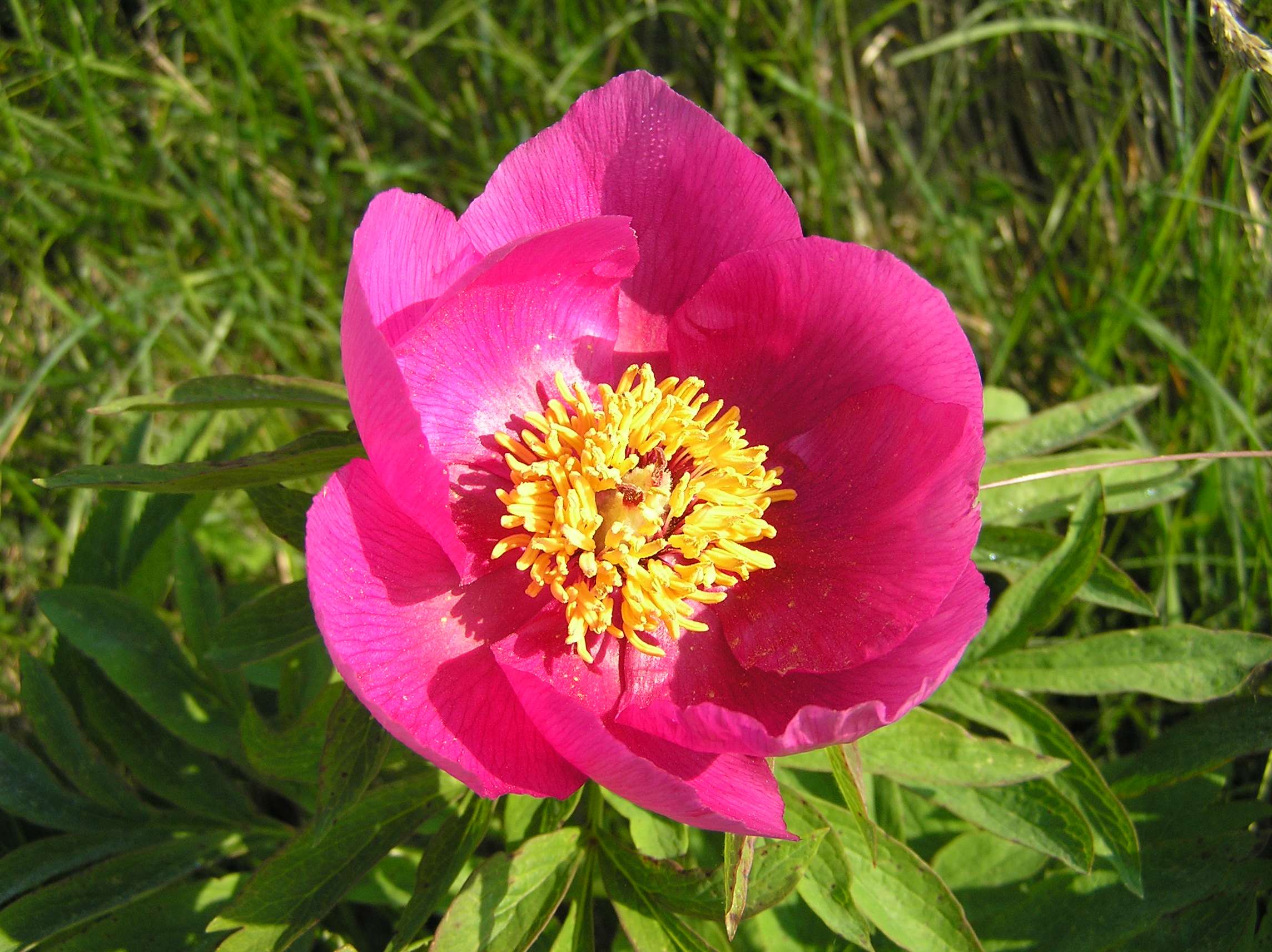 Paeonia officinalis - Peonia selvatica