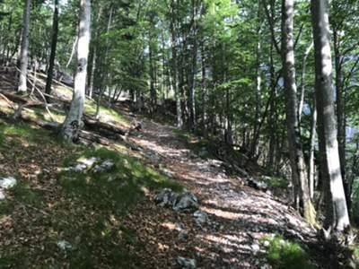 decorso del sottobosco "le Lastre"