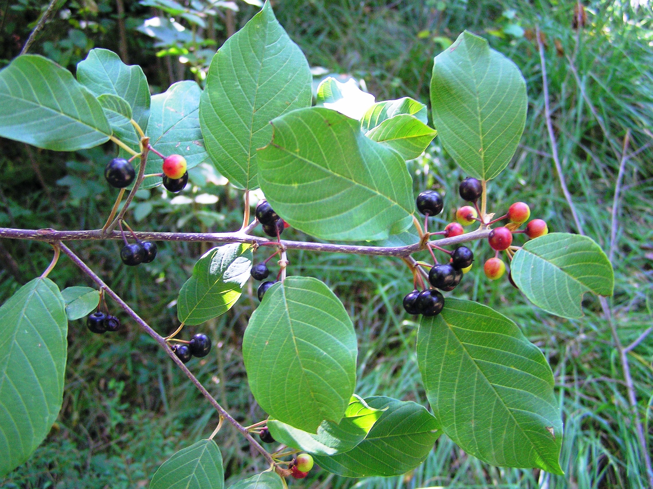 Frangula alnus - Frangola