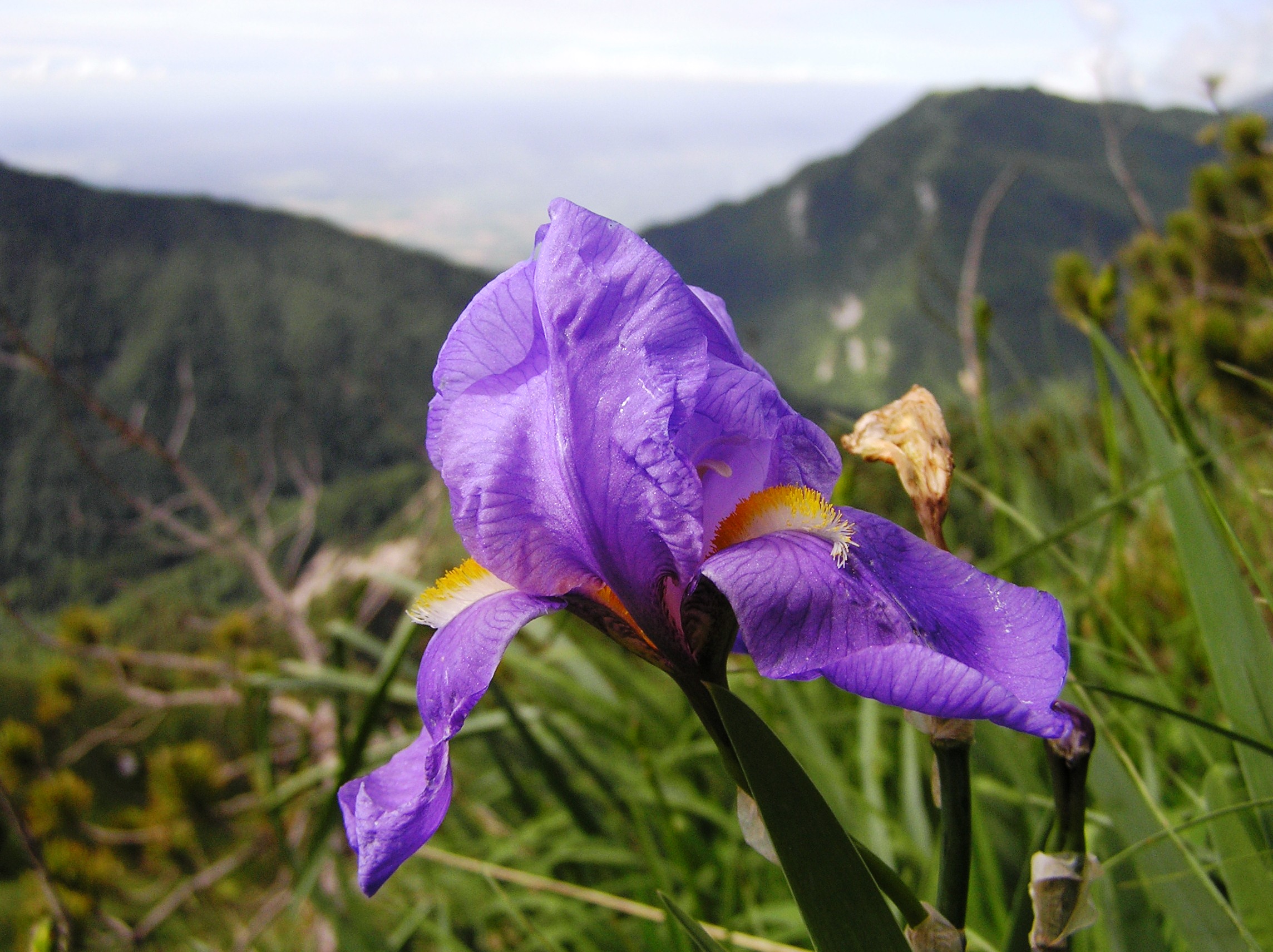 Iris cengialti - Giaggiolo del M. Cengio