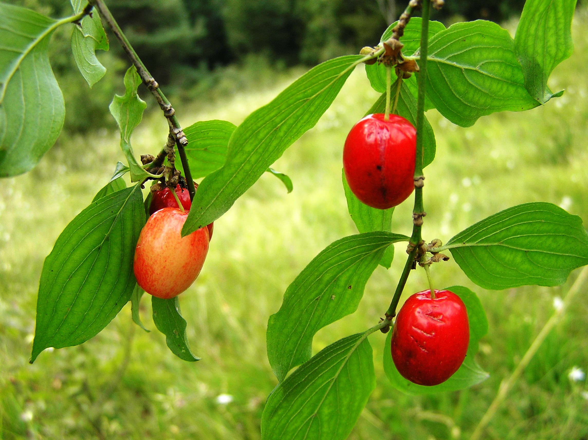 Cornus mas - Corniolo