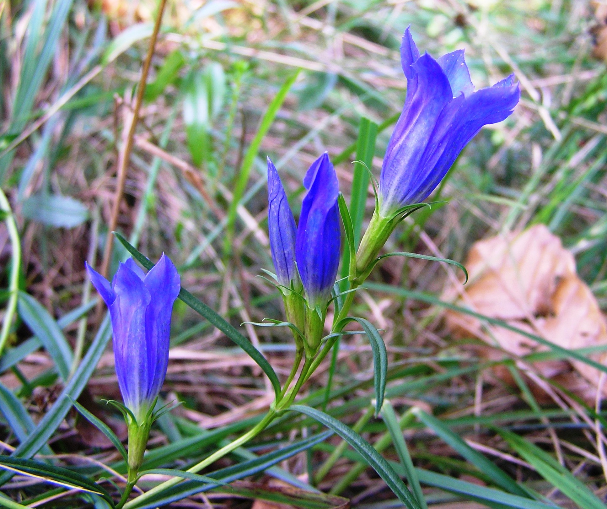 Gentiana pneumonanthe - Genziana mettimborsa