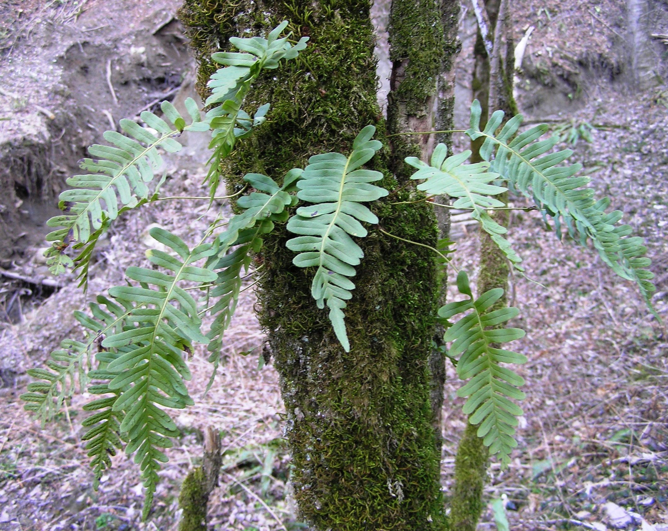 Polypodium vulgare - Felce dolce