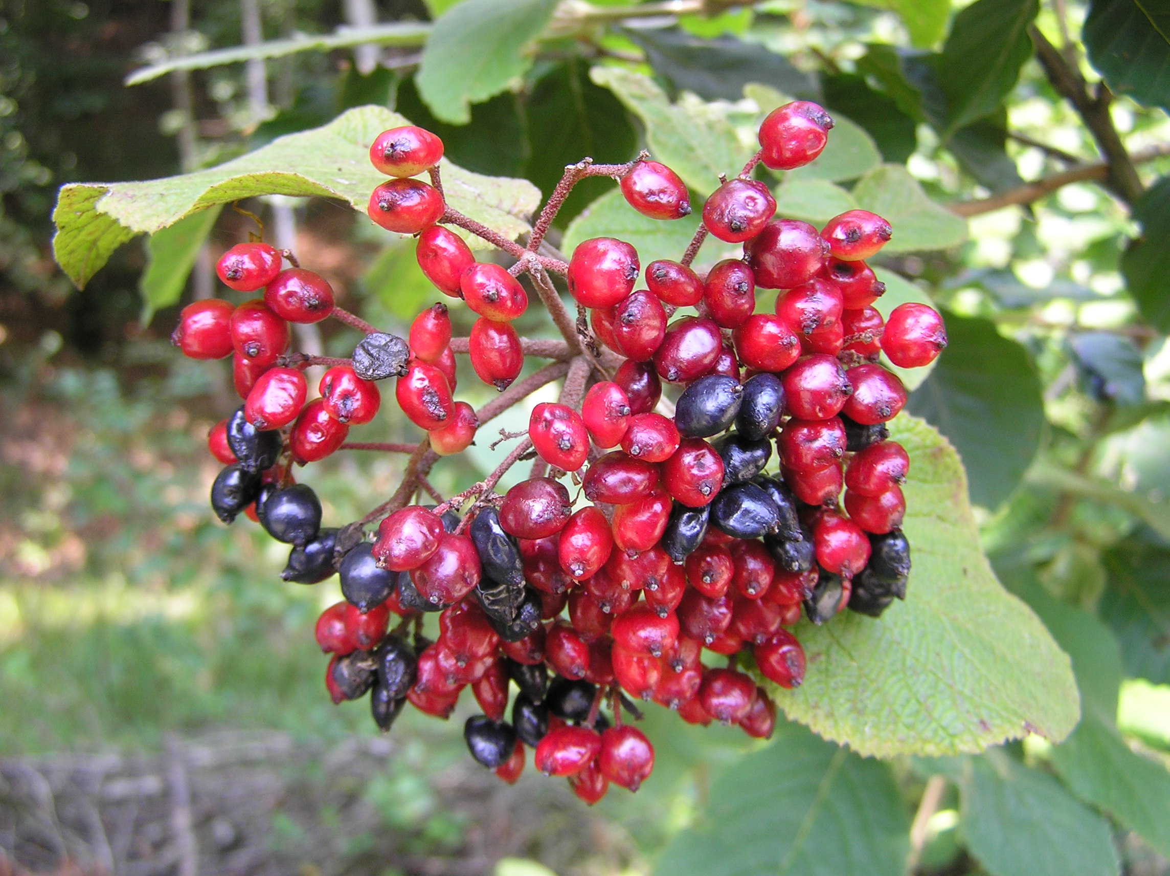 Viburnum lantana - Lantana