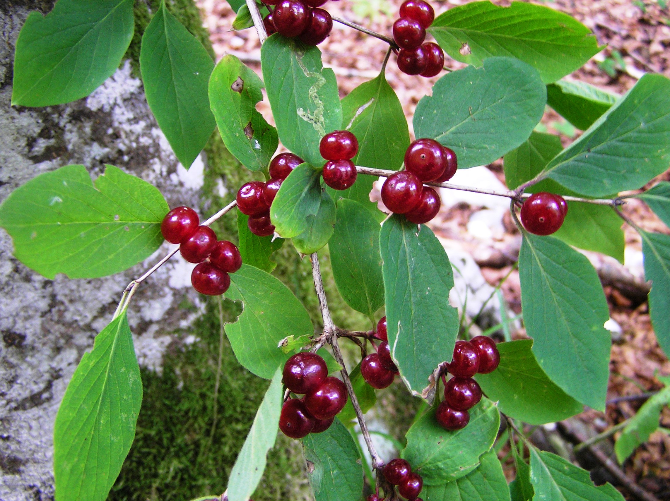 Lonicera xylosteum - Ciliegia di volpe