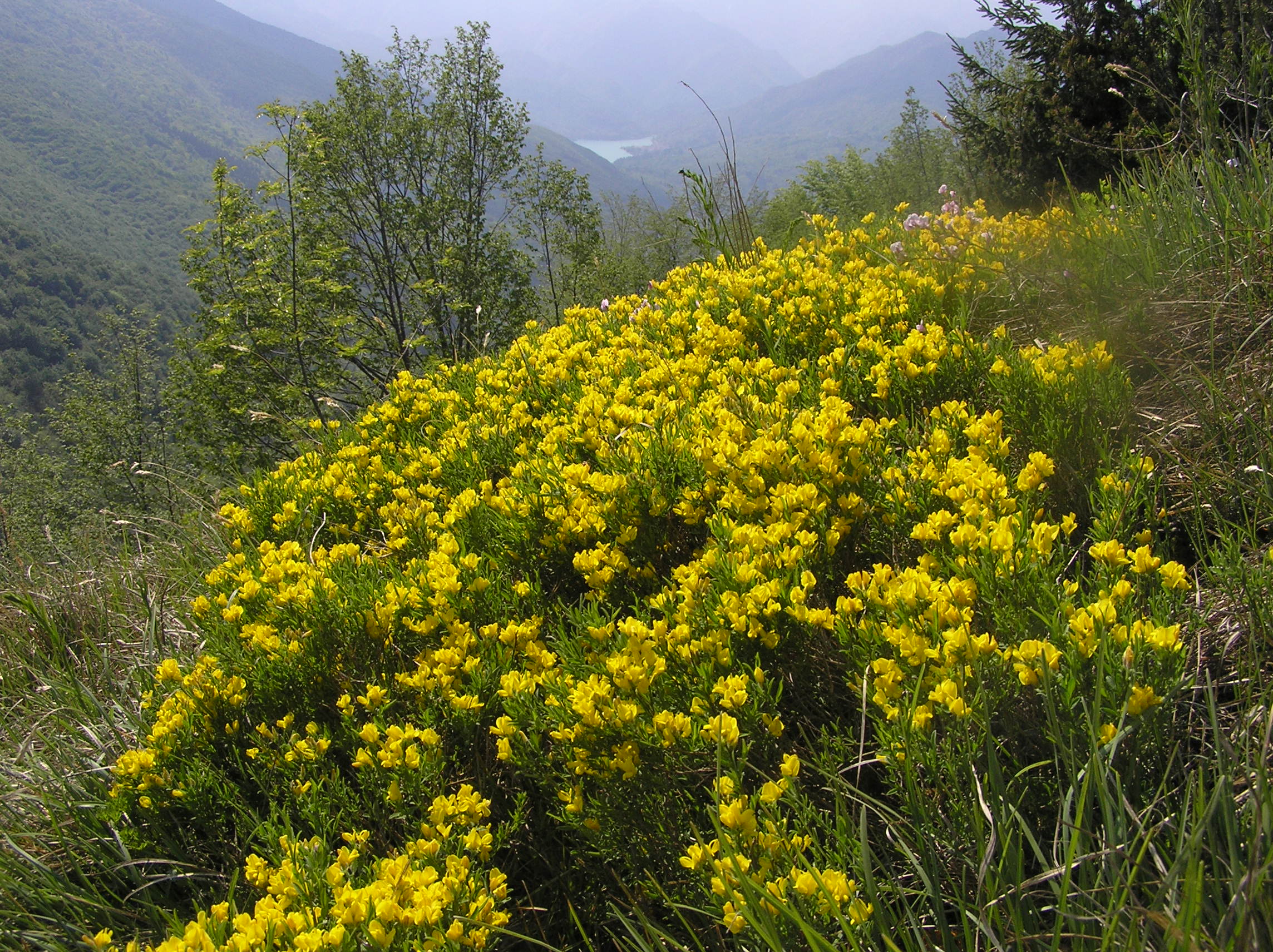 Genista sericea - Ginestra sericea