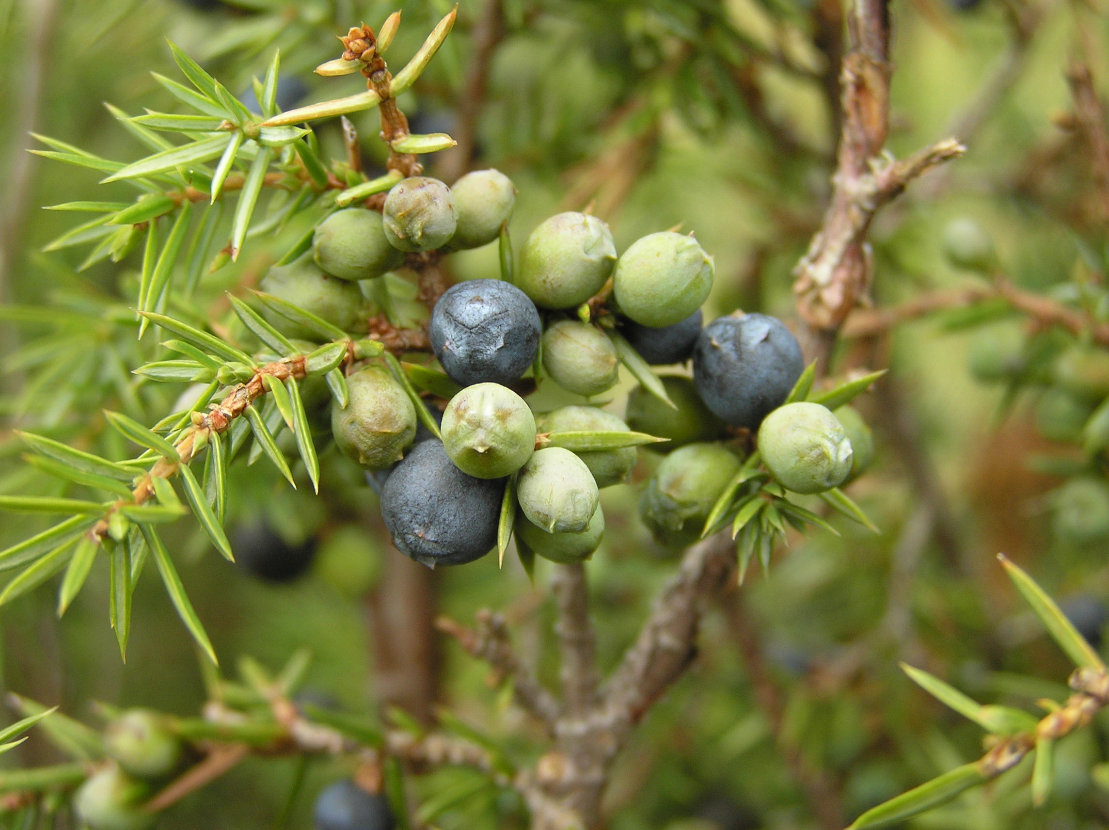 Juniperus communis - Ginepro comune