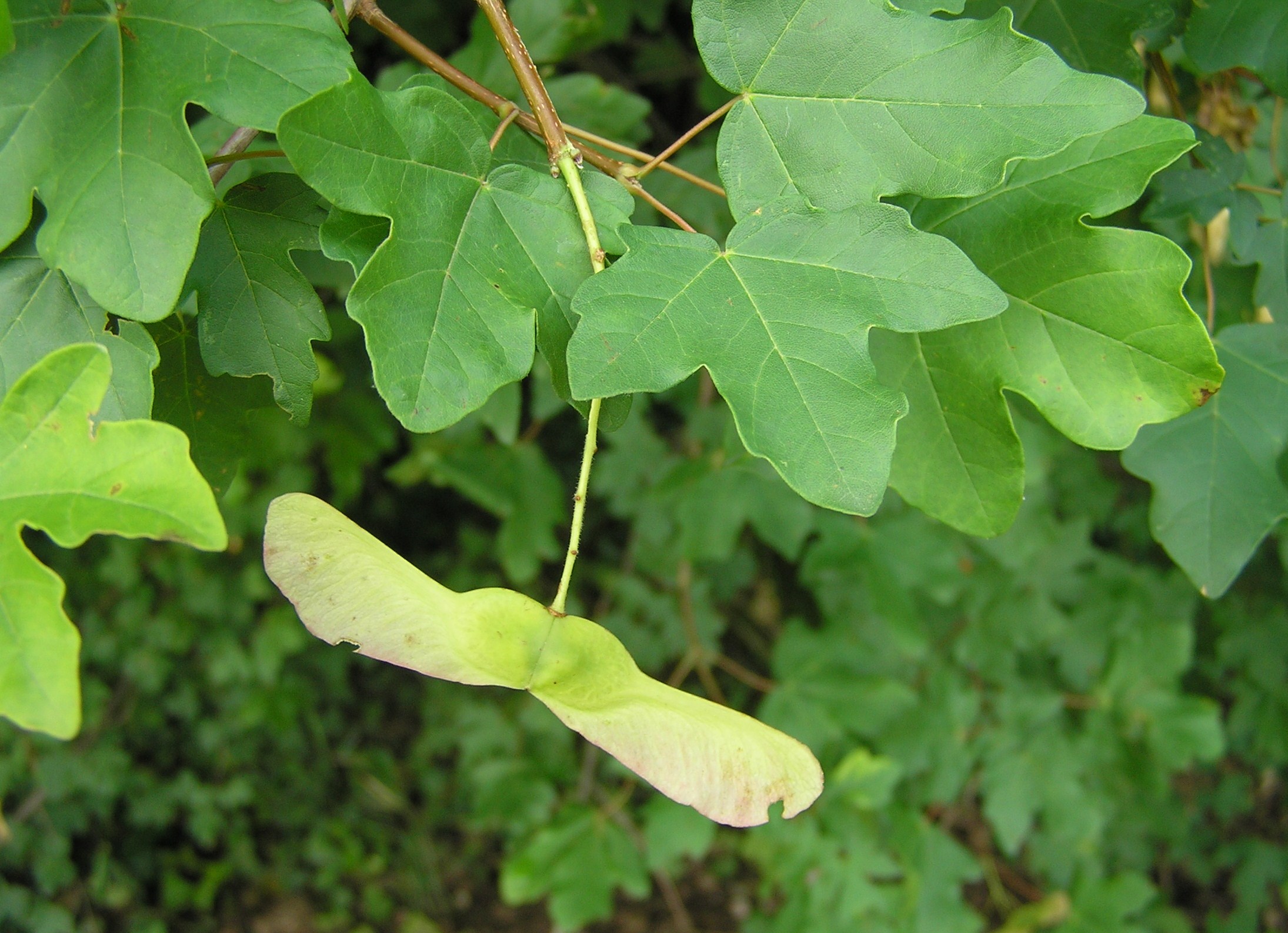 Acer campestre - Acero campestre