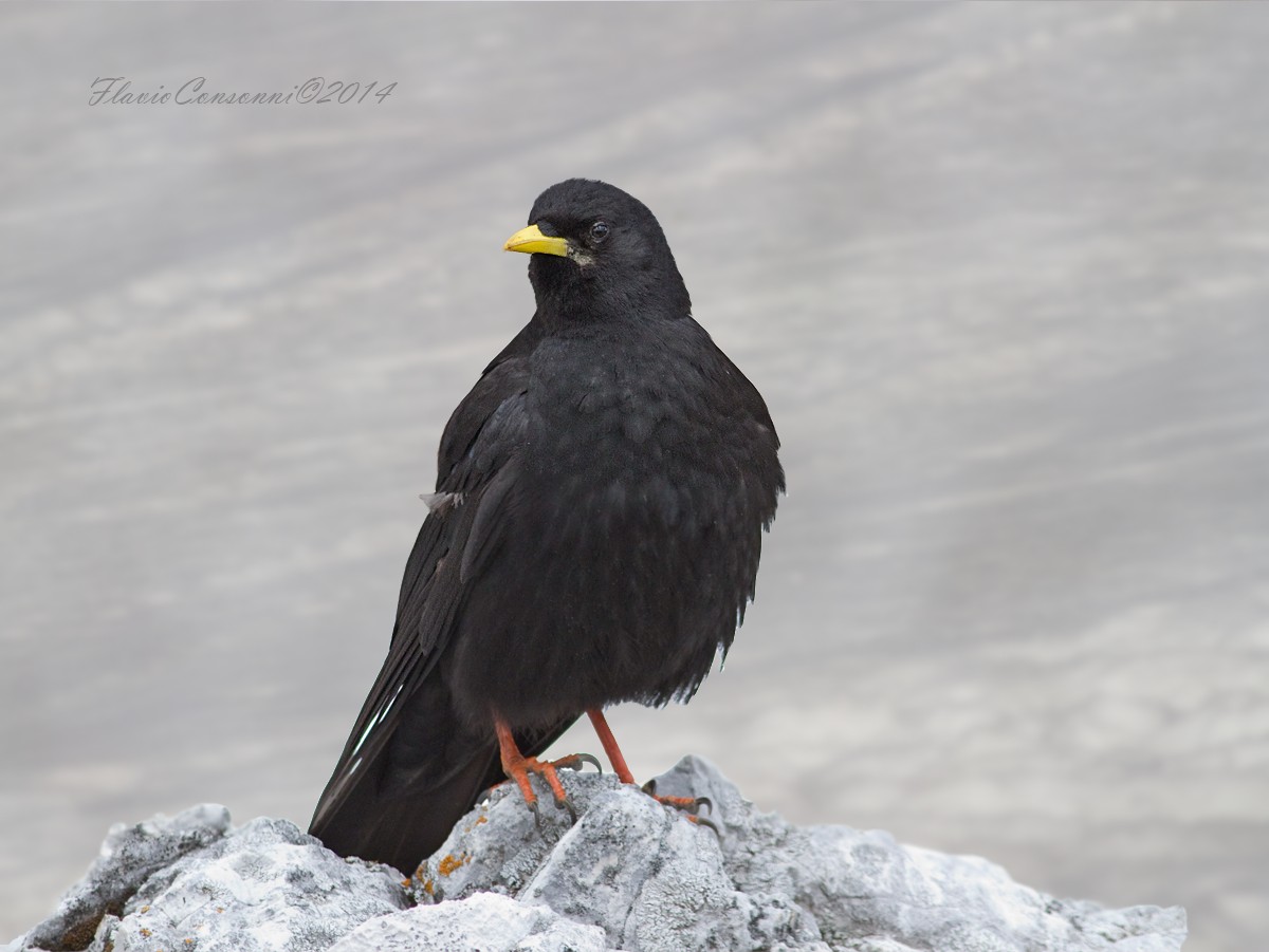 Pyrrhocorax graculus - Gracchio alpino