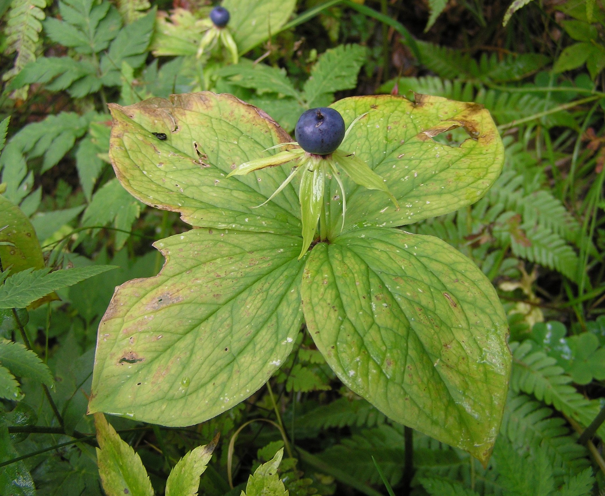 Paris quadrifolia - Uva di volpe