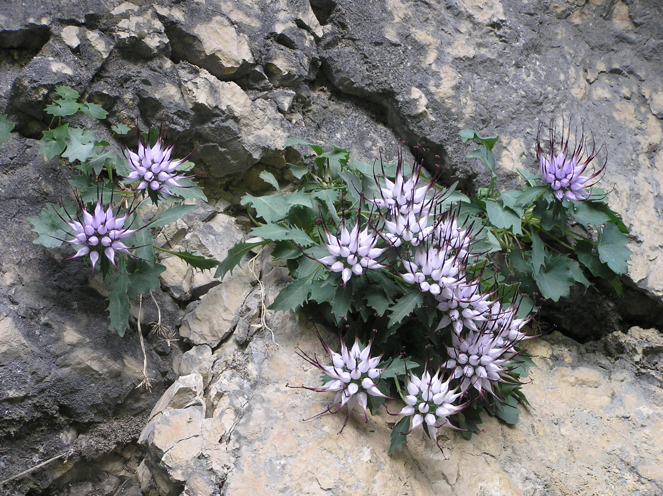 Physoplexis comosa - Raponzolo di roccia