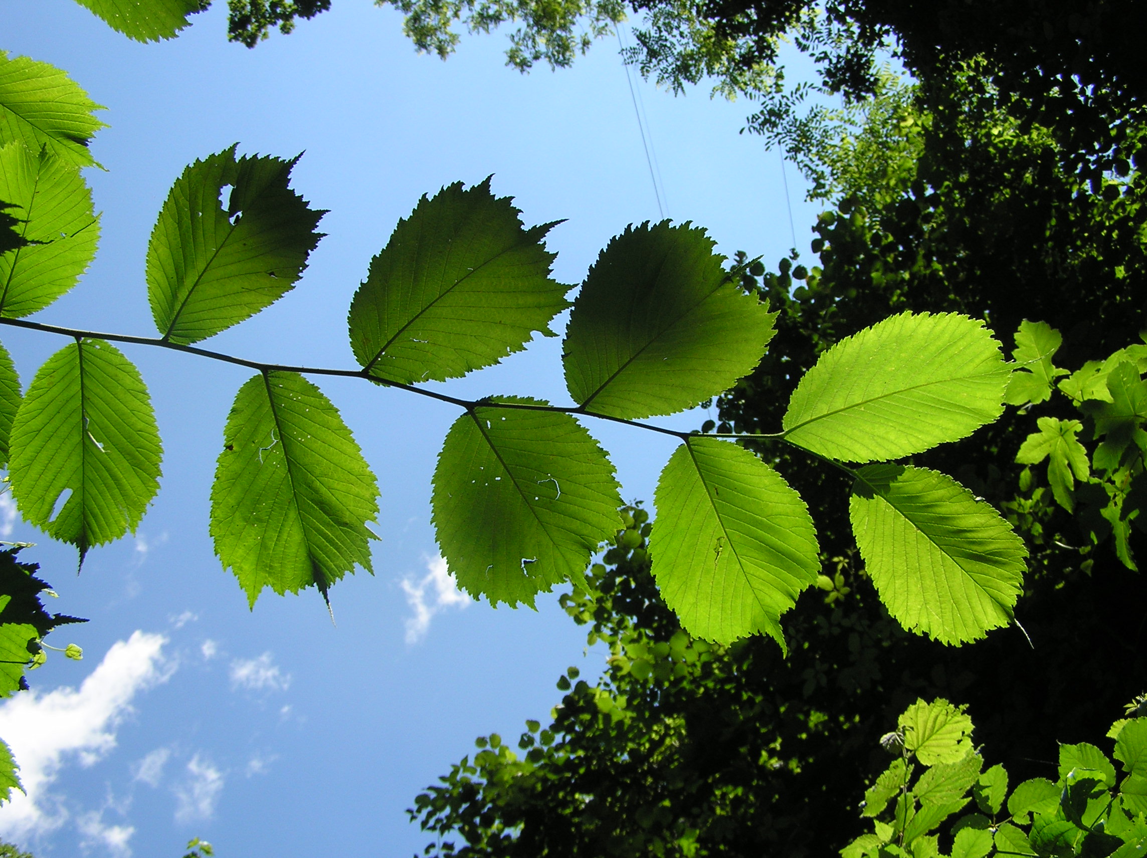 Ulmus glabra - Olmo montano