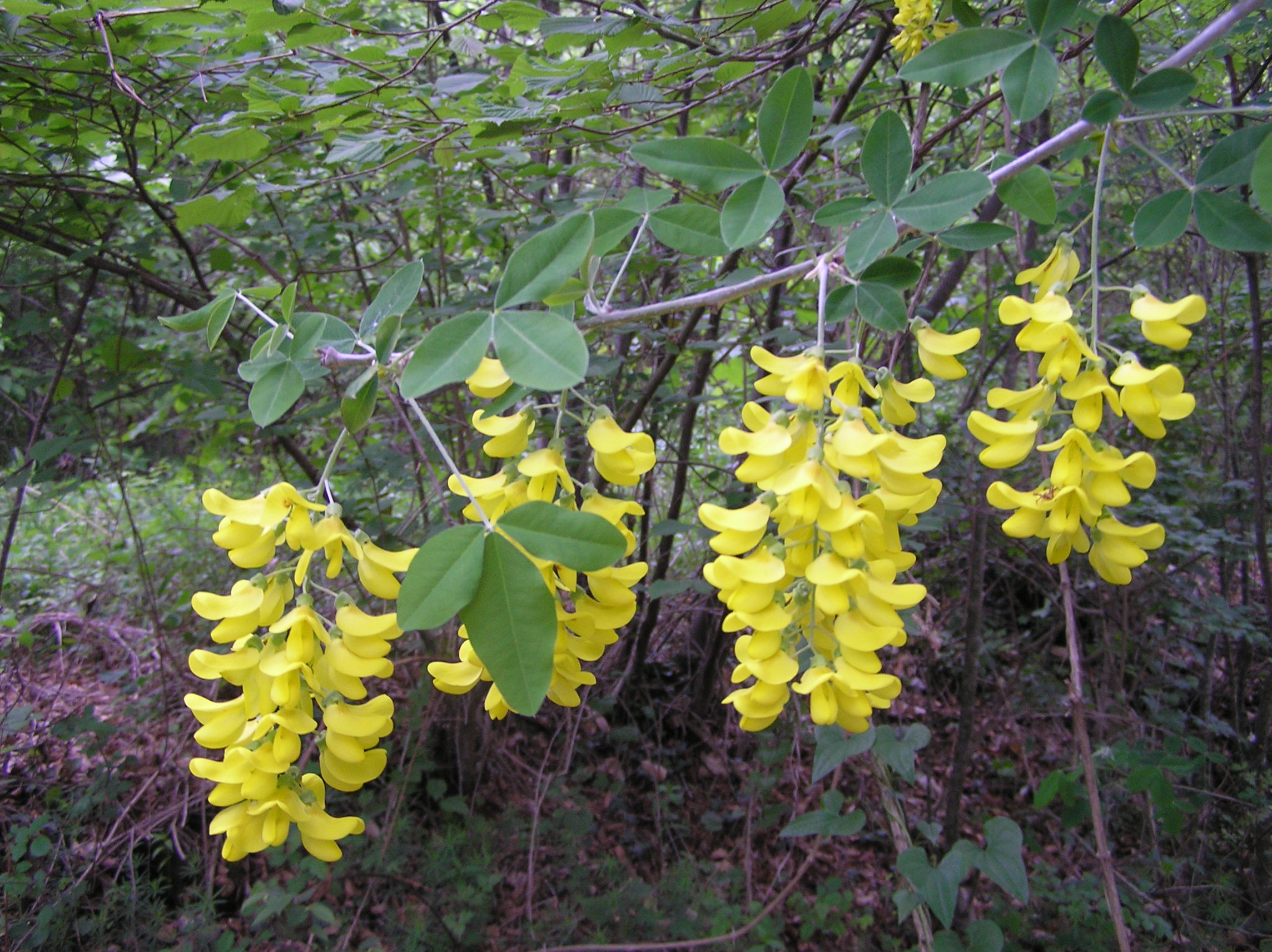 Laburnum anagyroides - Maggiociondolo comune