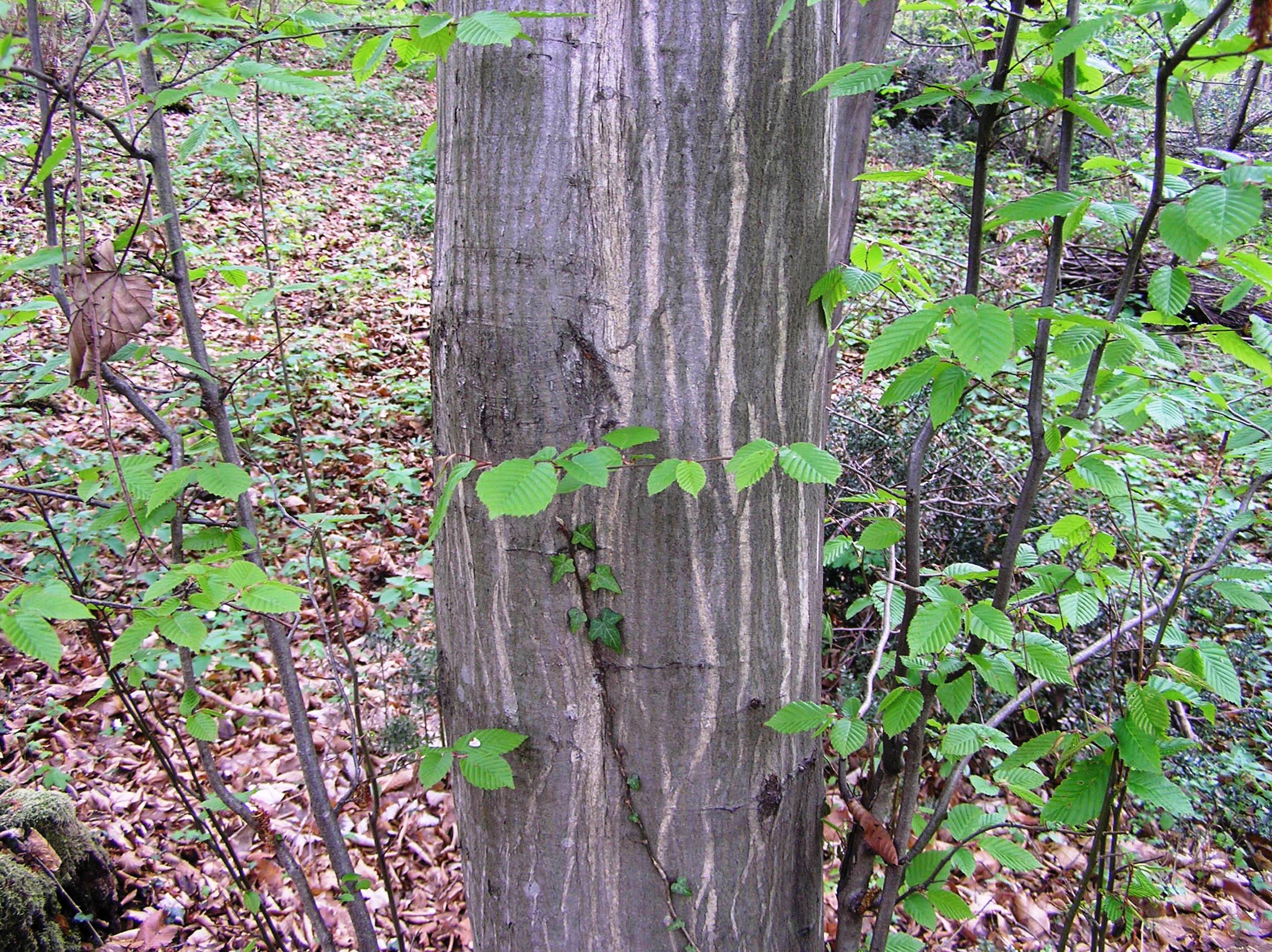 Carpinus betulus - Carpino bianco